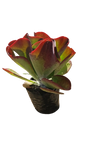 Kalanchoe luciae 4L