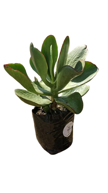 Kalanchoe luciae 4L