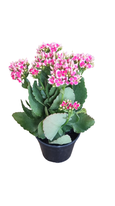 Kalanchoe bloss 'Single bi-color' Various