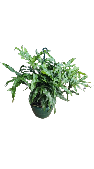Microsorum Kangaroo Fern H/b 20cm