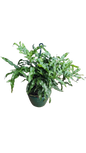 Microsorum Kangaroo Fern H/b 20cm