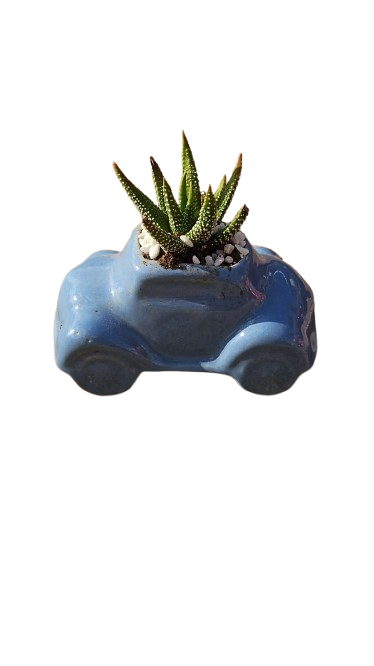 Ceramic Kids Range Succulents Assorted