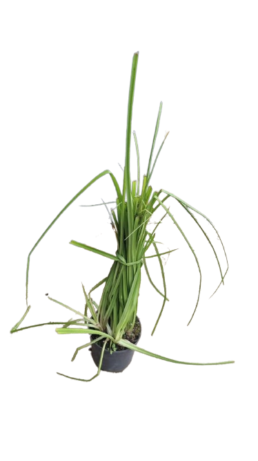 Kniphofia linaerifolia 19cm
