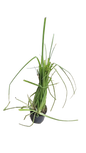 Kniphofia linaerifolia 19cm