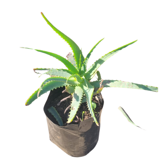 Krantz Aloe 10L