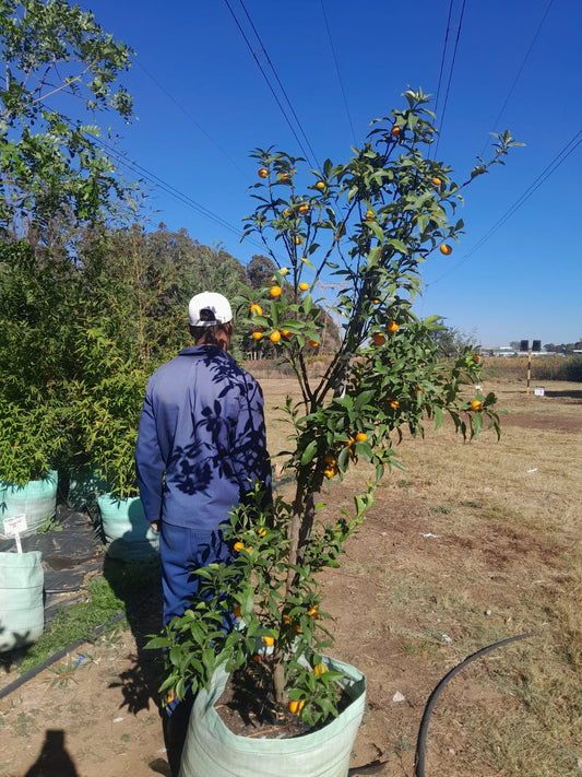 Citrus Kumquat 100L