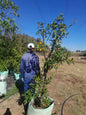 Citrus Kumquat 100L