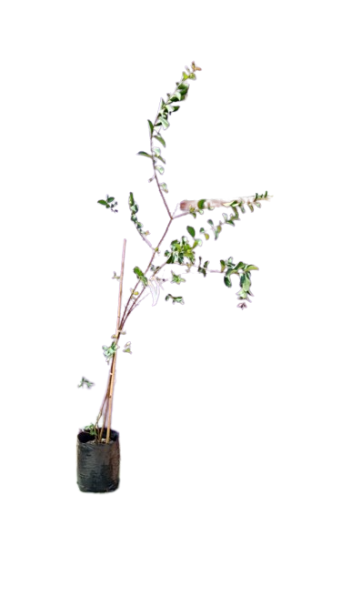 Lagerstroemia Indica- White Various Sizes