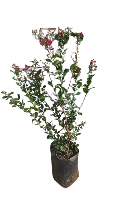 Lagerstroemia Indica- Dwarf Red Various sizes
