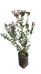 Lagerstroemia Indica- Dwarf Red Various sizes