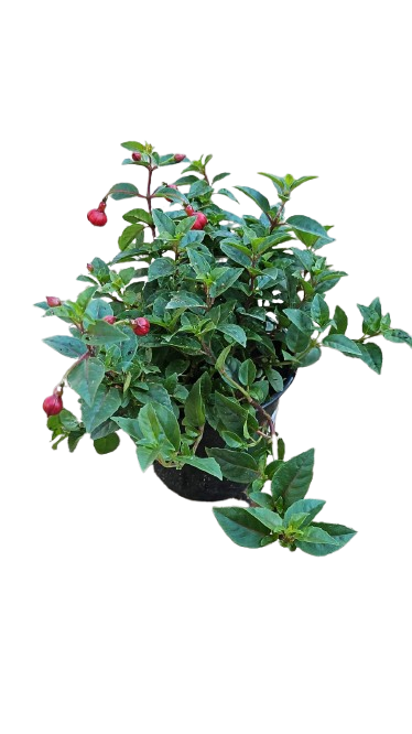Fuchsia Bella Assorted 15 cm
