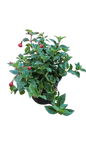 Fuchsia Bella Assorted 15 cm