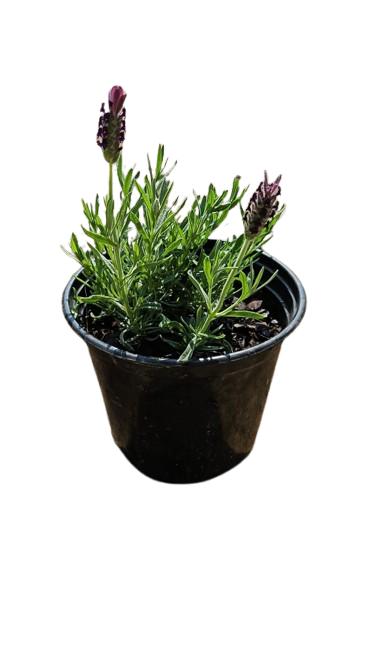 Lavandula Stoechas Purple 15cm