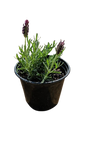 Lavandula Stoechas Purple 15cm