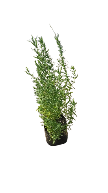 French Lavender 3L