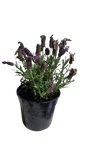 Lavender Stoechas 14cm