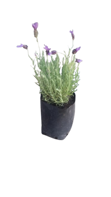 Lavandula Laveanna Assorted 4L