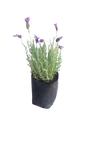 Lavandula Laveanna Assorted 4L