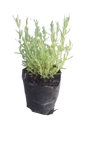 Lavandula Laveanna Assorted 4L