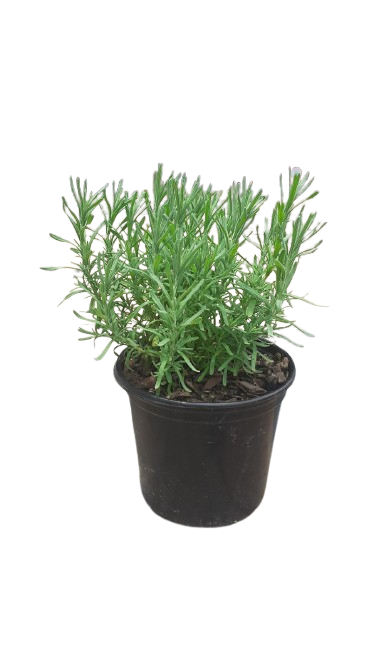 Lavender stoechas Primavera 17cm