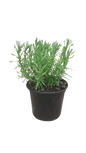 Lavender stoechas Primavera 17cm