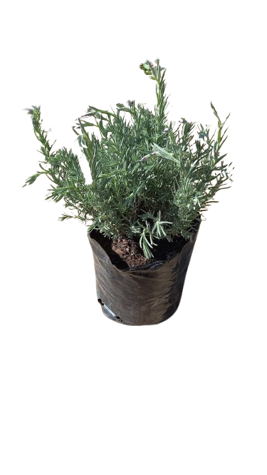 Lavender Stoechas purple 4L