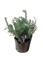 Lavender Stoechas purple 4L