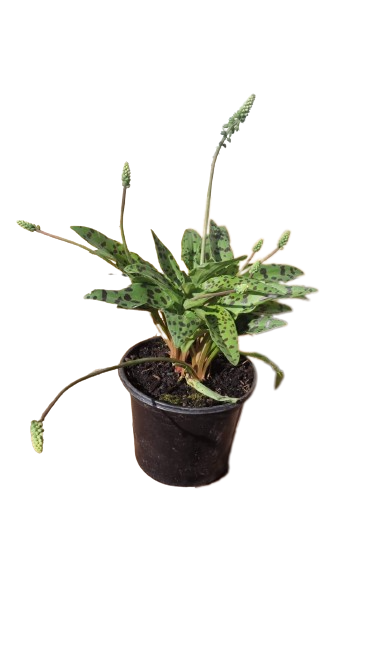 Ledebouria Petiolata 17cm