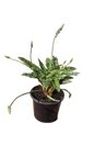 Ledebouria Petiolata 17cm