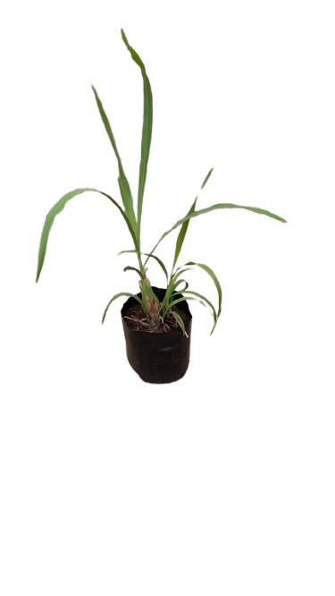 Cymbopogon Citratus Lemon Grass - 2.5L