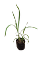 Cymbopogon Citratus Lemon Grass - 2.5L