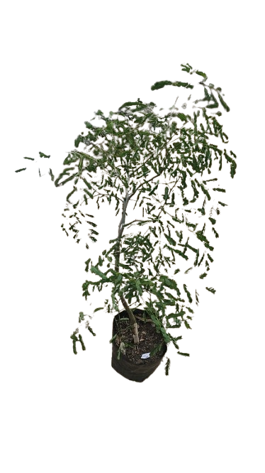 Caesalpinea Ferrea (Leopard Tree) 8L