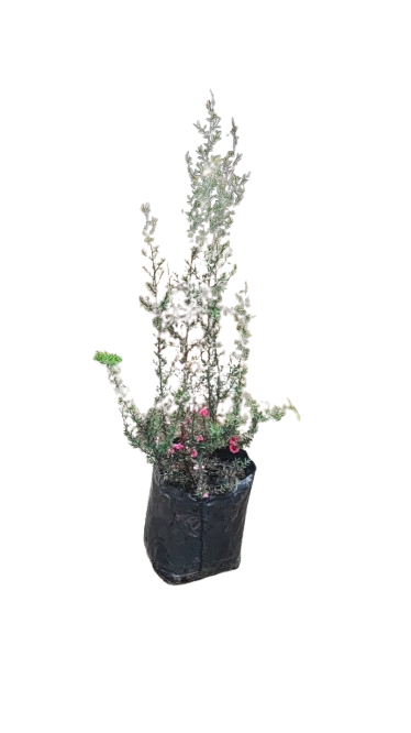 Leptospermum (Tea Bush) 5l Various Colour