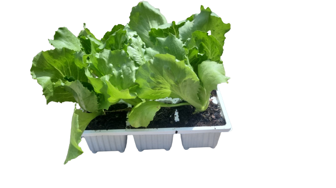 Lettuce Robinson 6 Pack Seedling Tray