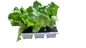 Lettuce Robinson 6 Pack Seedling Tray