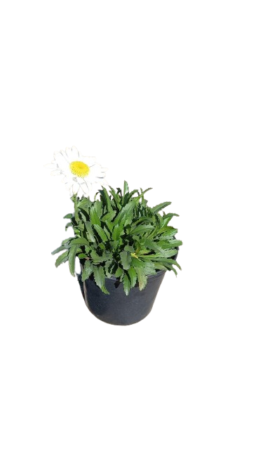 Leucanthemum Daisy Queen 17cm