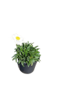 Leucanthemum Daisy Queen 17cm