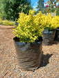 Ligustrum Undulatum 'Lemon & Lime' 10L