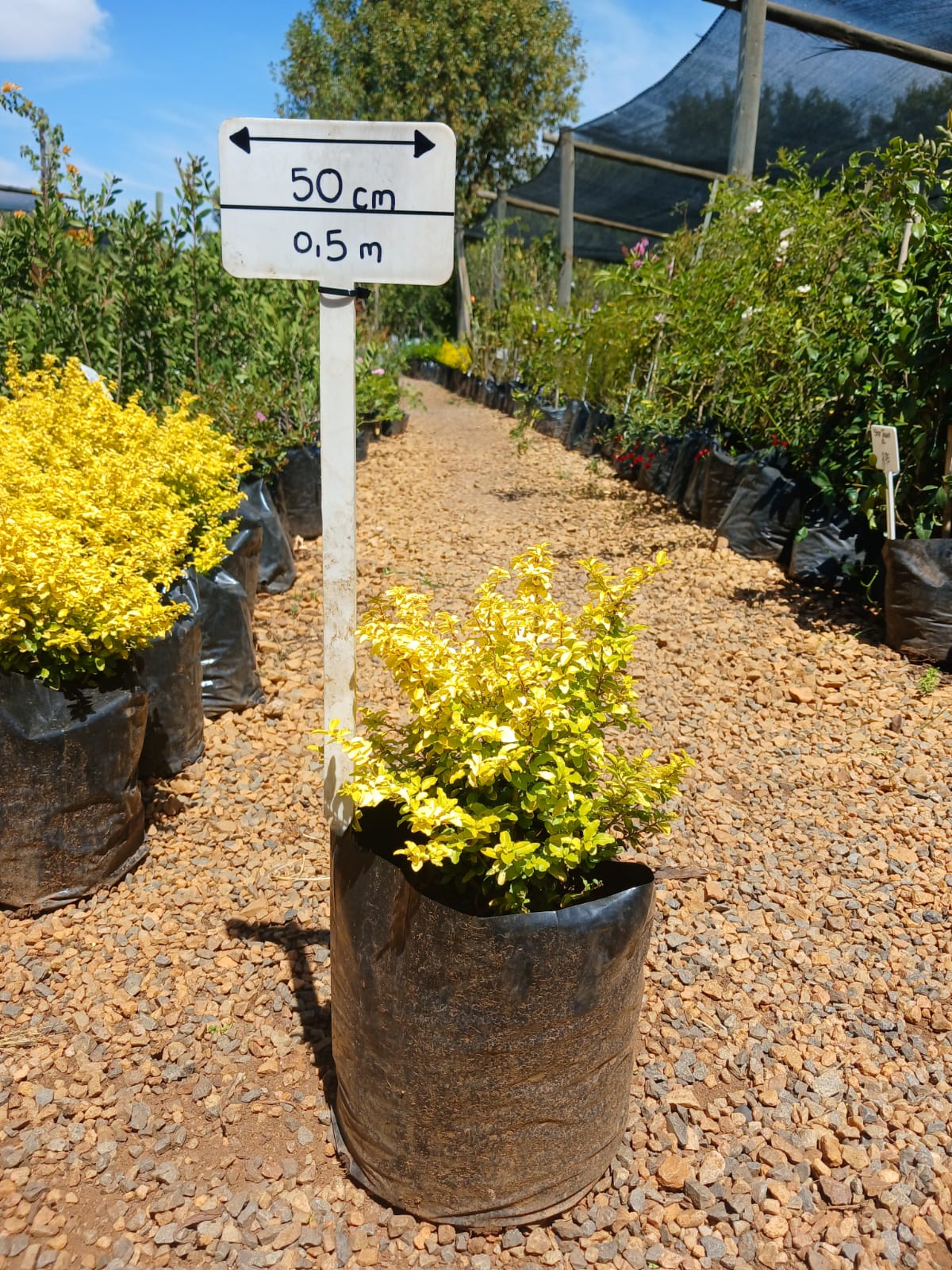 Ligustrum Undulatum 'Lemon & Lime' 10L