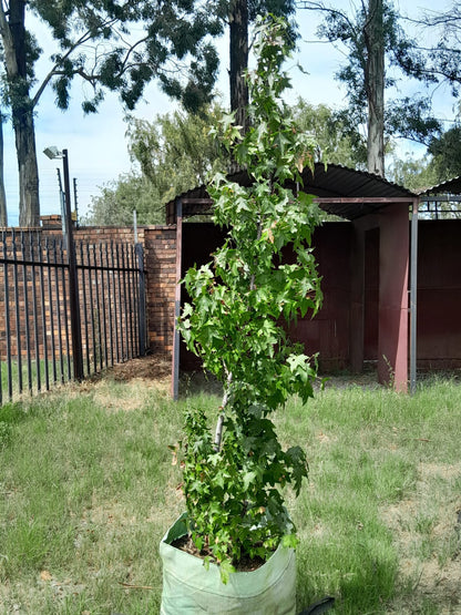 Liquidambar styraciflua 100L