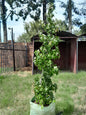 Liquidambar styraciflua 100L