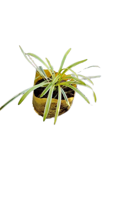 Liriope Varigated (3L)