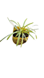 Liriope Varigated (3L)