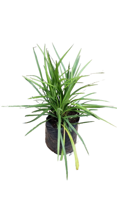 Liriope 1.5L