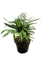 Love Palm 9cm