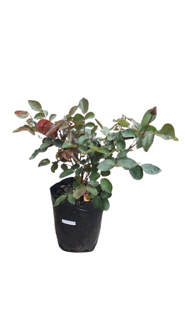 Lovers Meeting Rose 5L (Apricot,Orange)