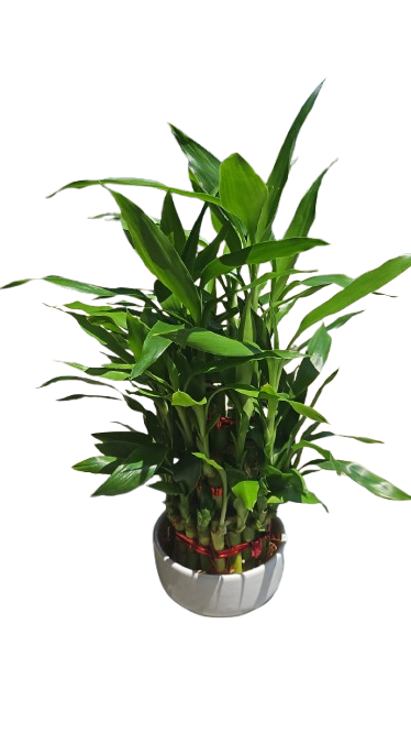 Lucky Bamboo Small Pyramid Ceramic 9cm