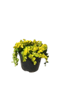 Lyssimachia Nummelaria Aurea 15cm
