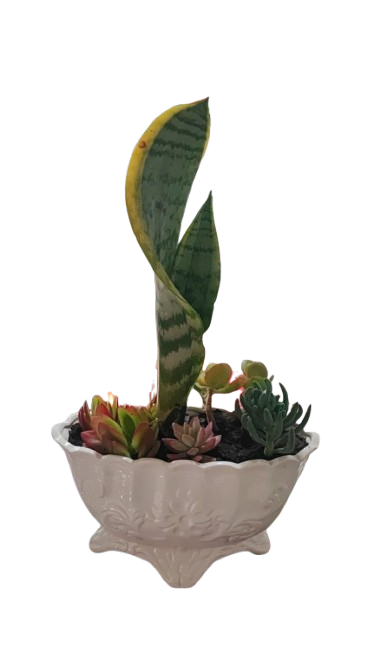 Mixed Succulent In Ceramic Pot