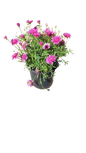 Argyranthemum Assorted 17cm